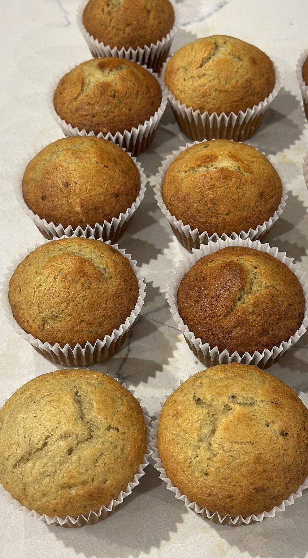 Rows of fresh muffins ready for a function